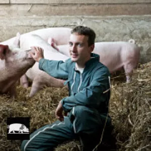 Alexandre et ces cochons