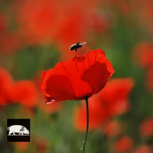 L'abeille et le coquelicot