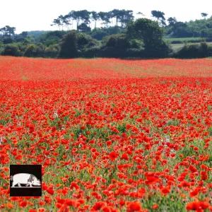 Champ de coquelicots sur la ferme