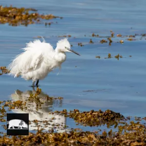 oiseau de bord de mer